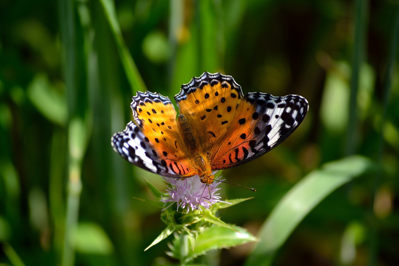 butterfly natural macro free photo