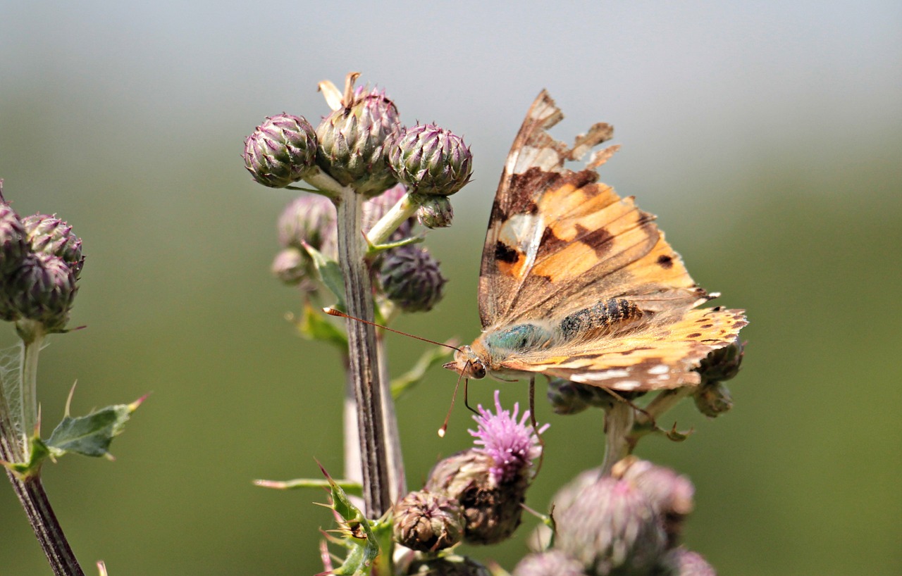 butterfly diestel thistle flower free photo