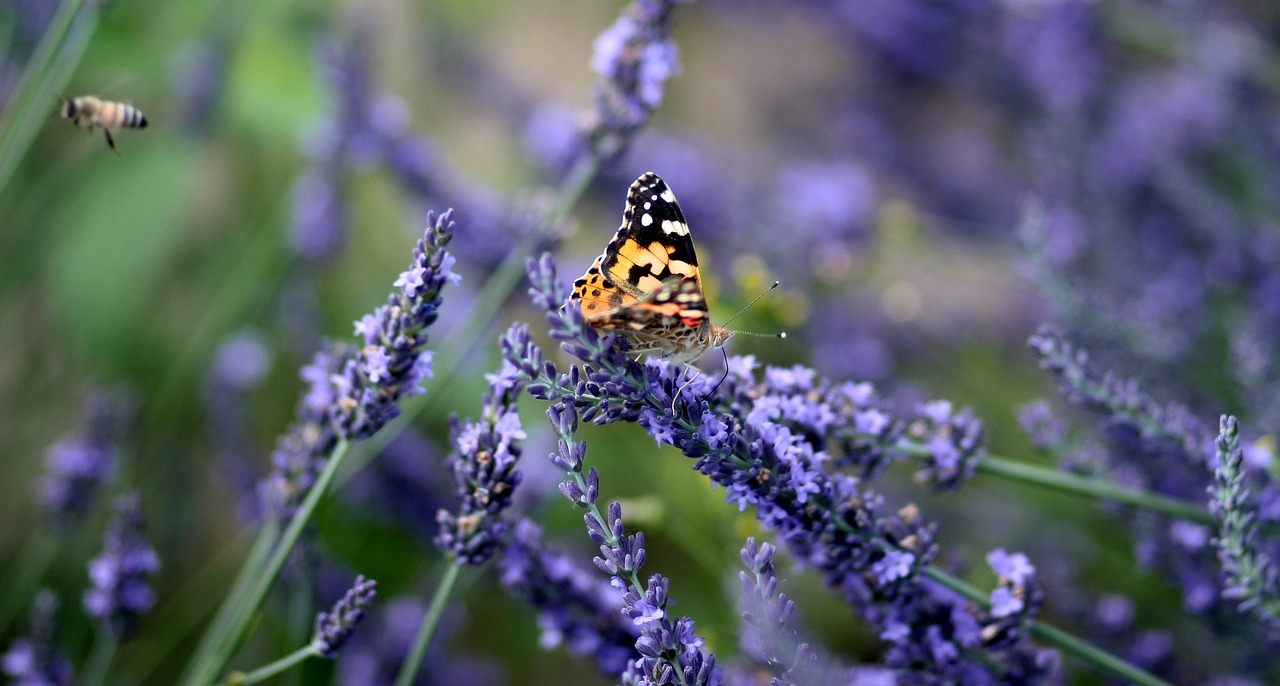 butterfly lavender blue free photo