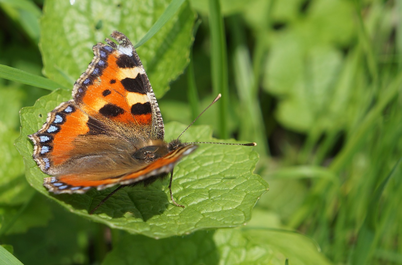 butterfly orange leaf free photo