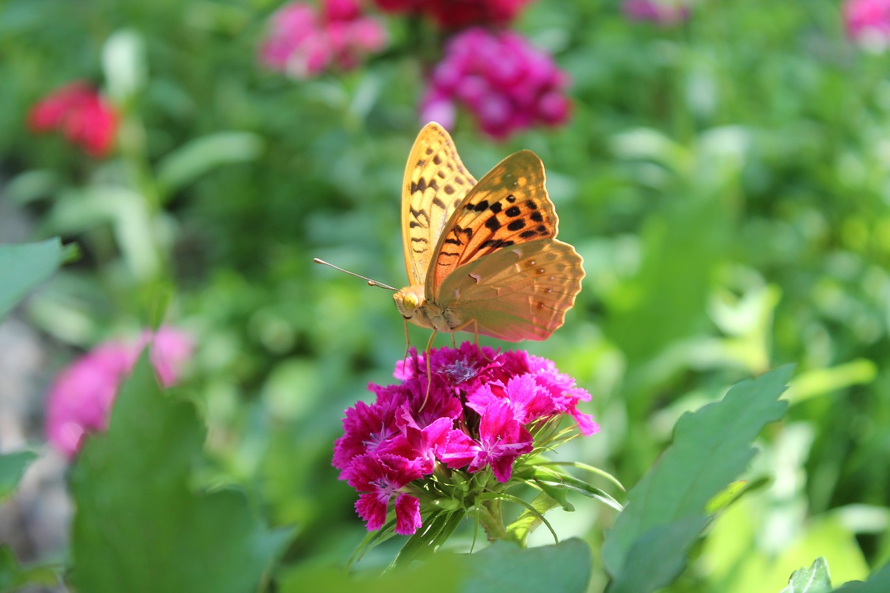 butterfly flower nature free photo