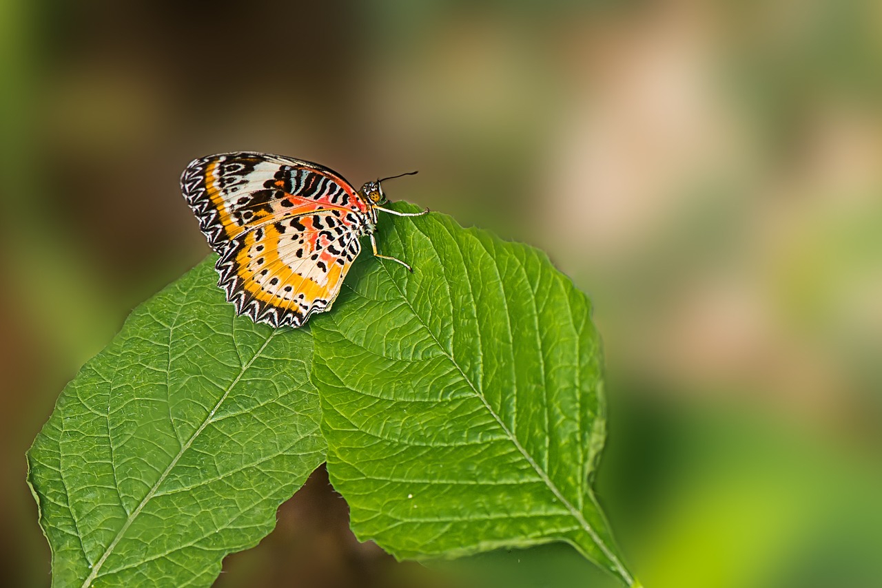 butterfly cethosia cyane asia free photo