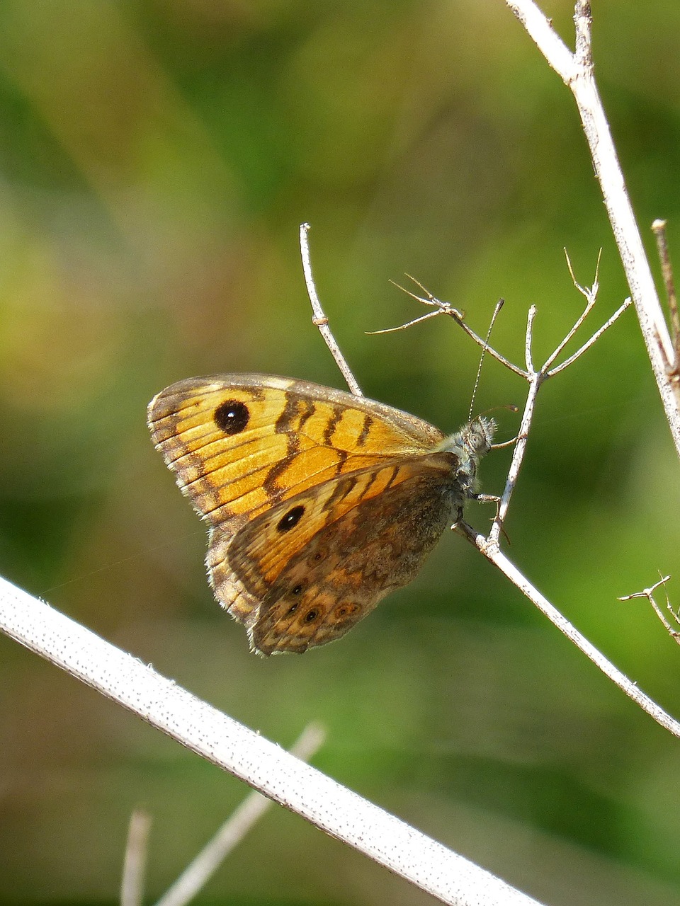 butterfly margenera butterfly saltacercas free photo