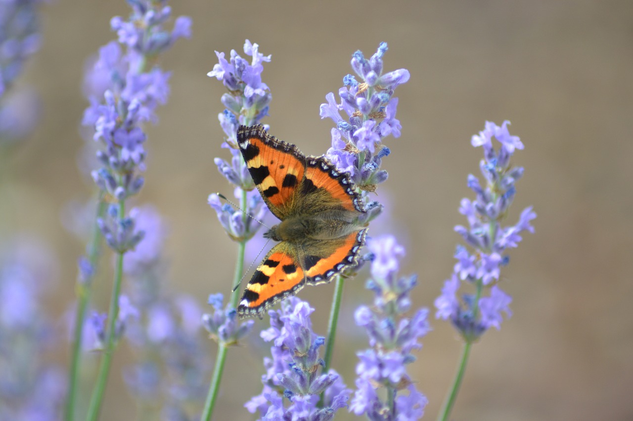 butterfly lavender nature free photo