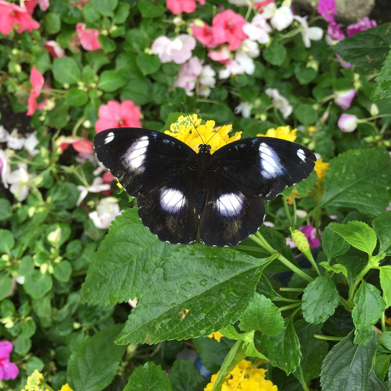 butterfly black flower free photo