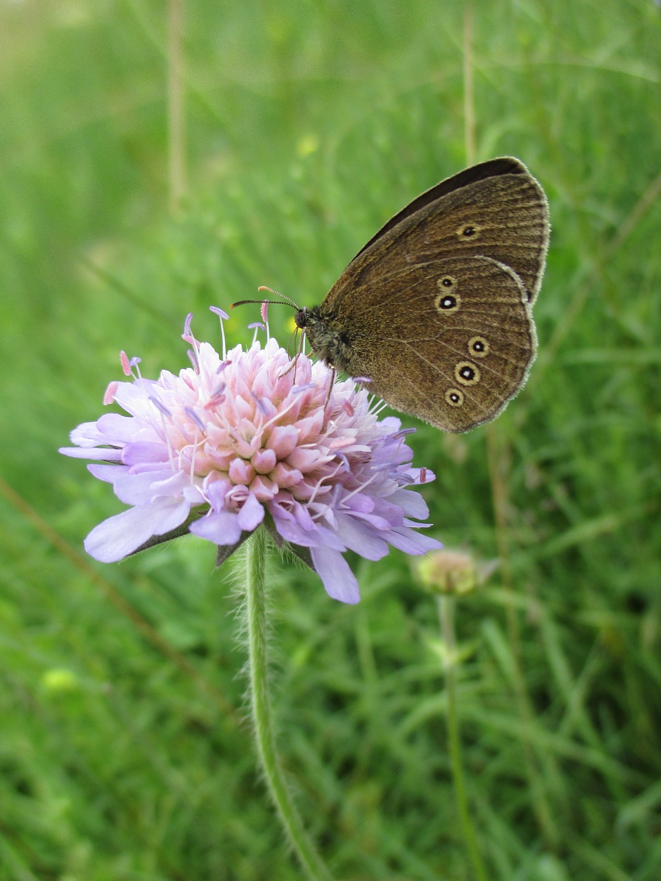 butterfly flower meadow free photo