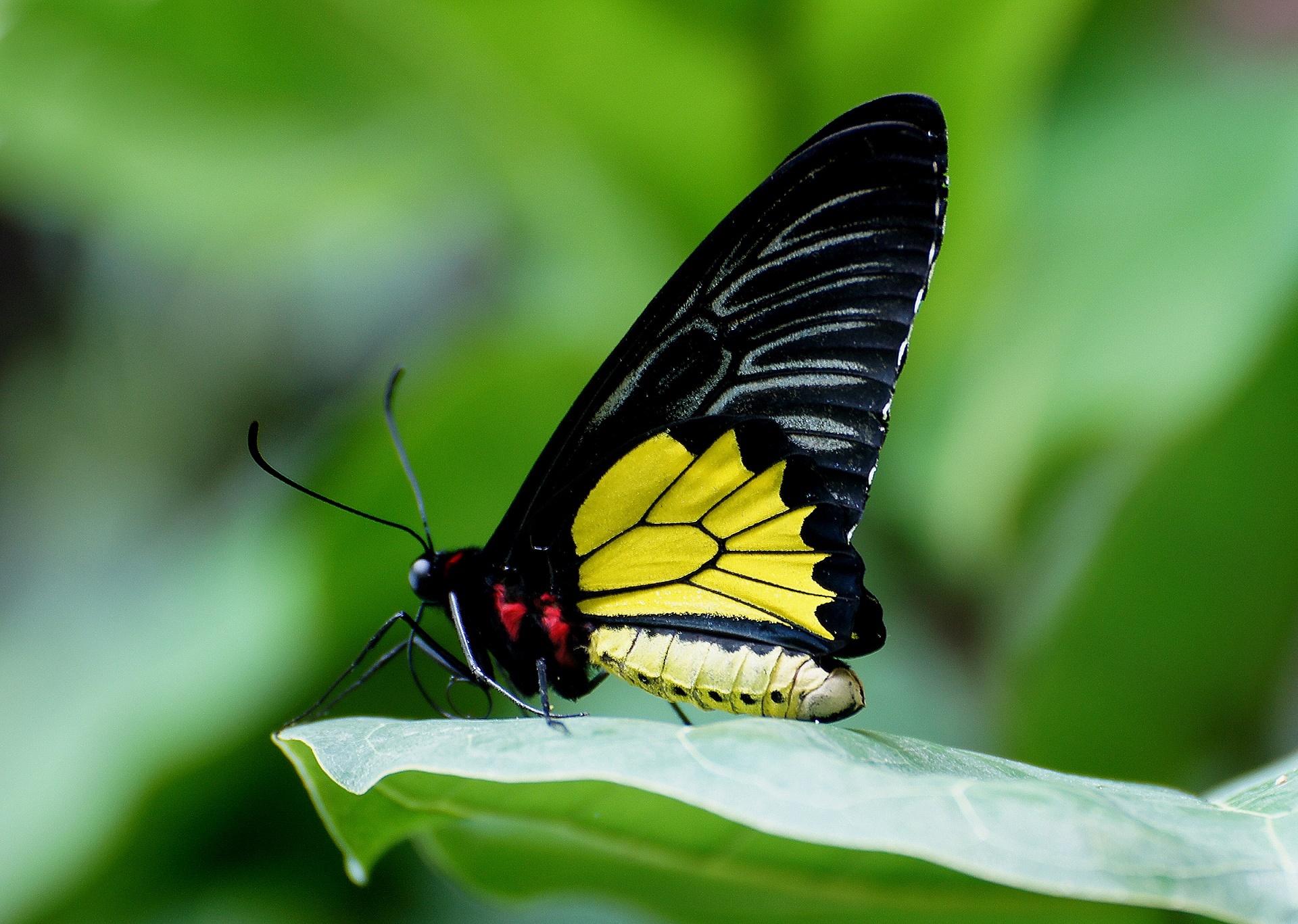 butterfly birdwing portrait free photo