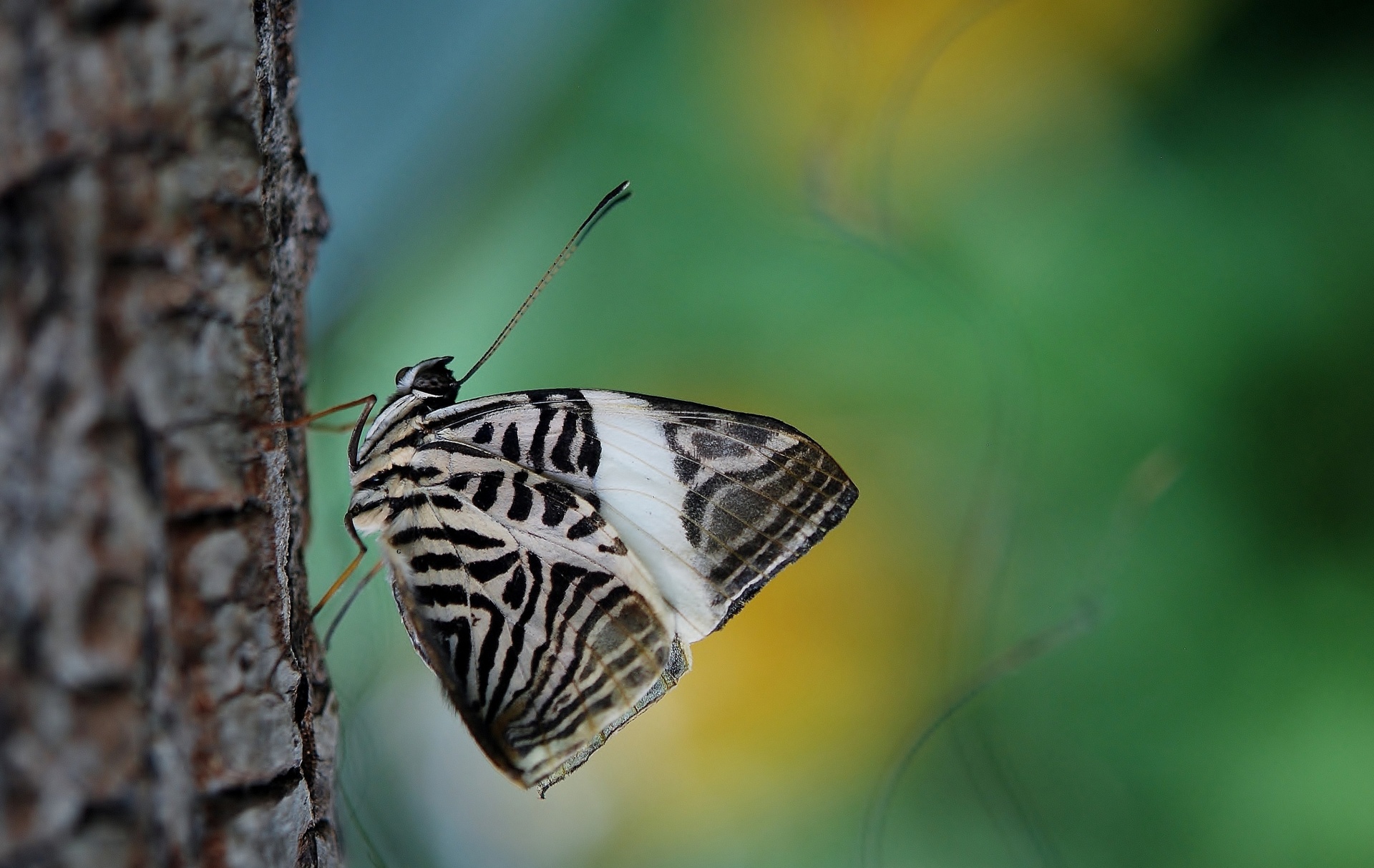 butterfly nature lycaenid free photo
