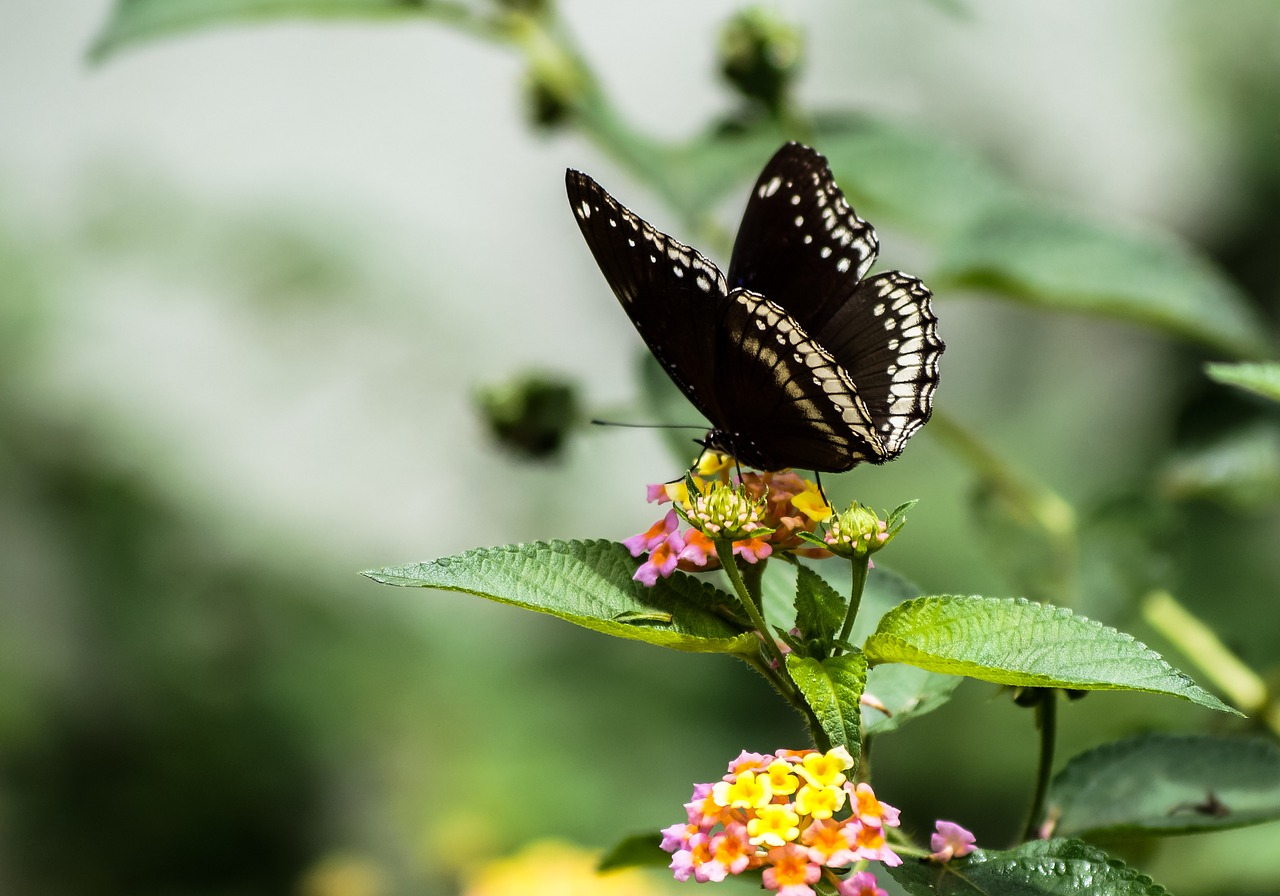 butterfly black white free photo