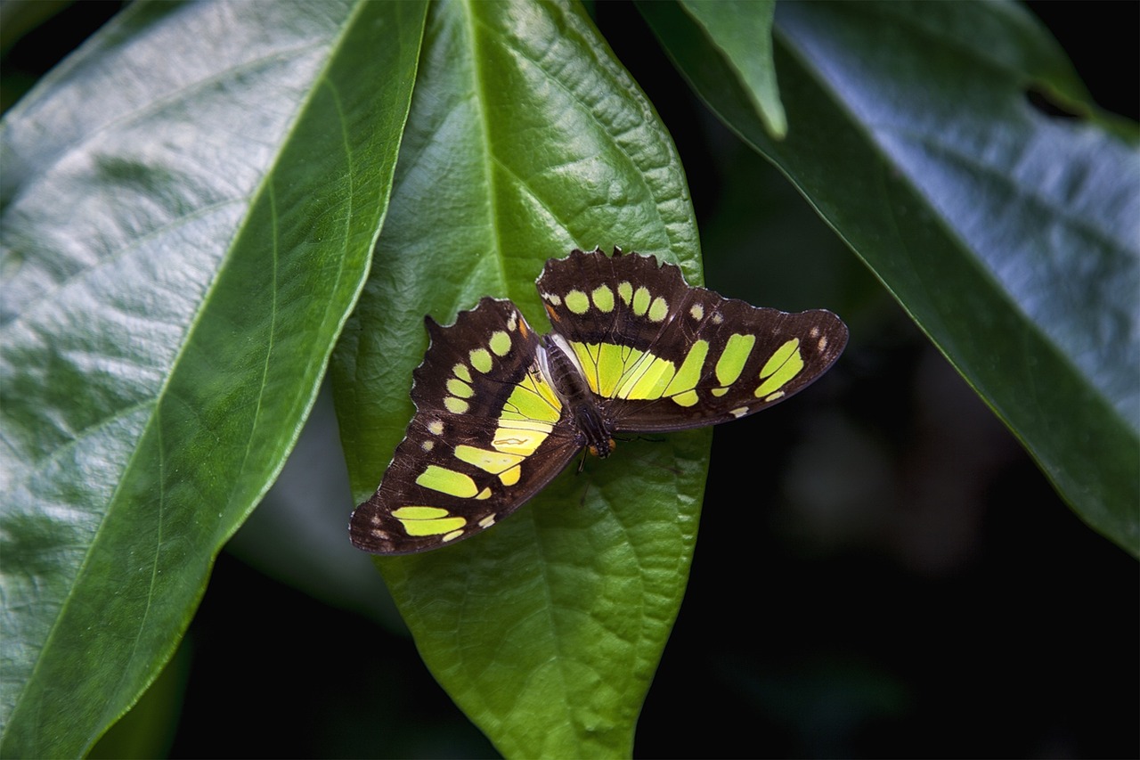 butterfly leaf green free photo