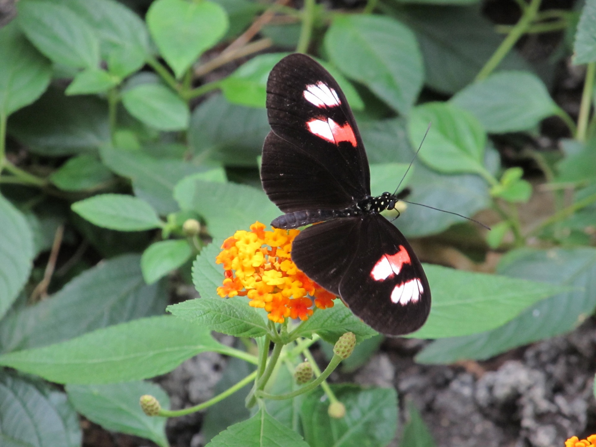 butterfly portrait wildlife free photo