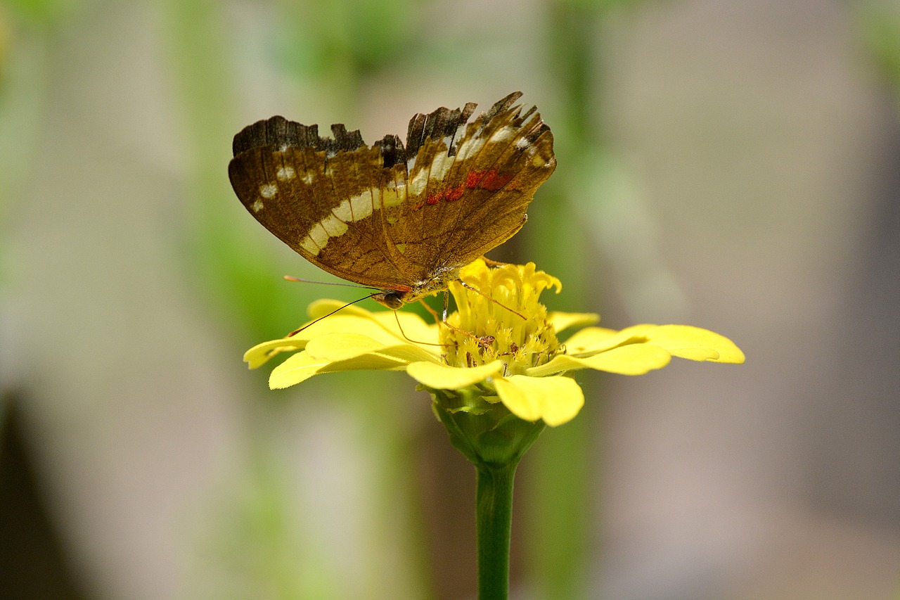 butterfly insect nature free photo