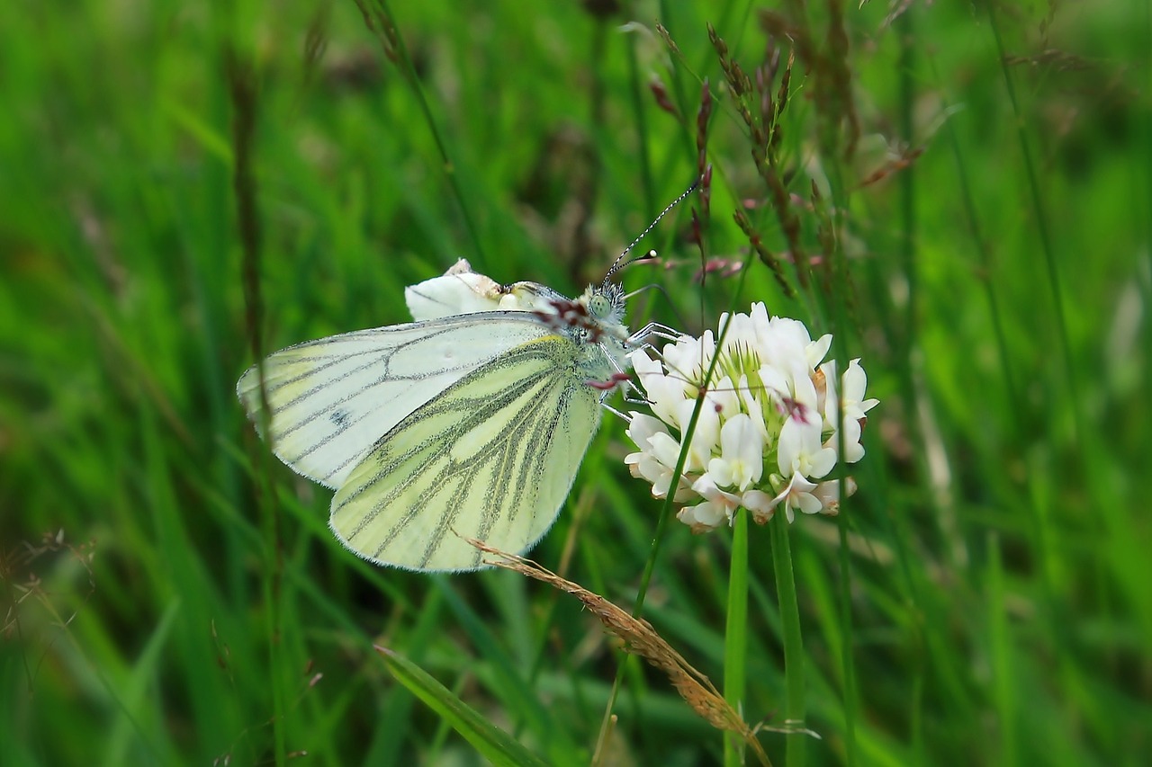 butterfly flower nature free photo