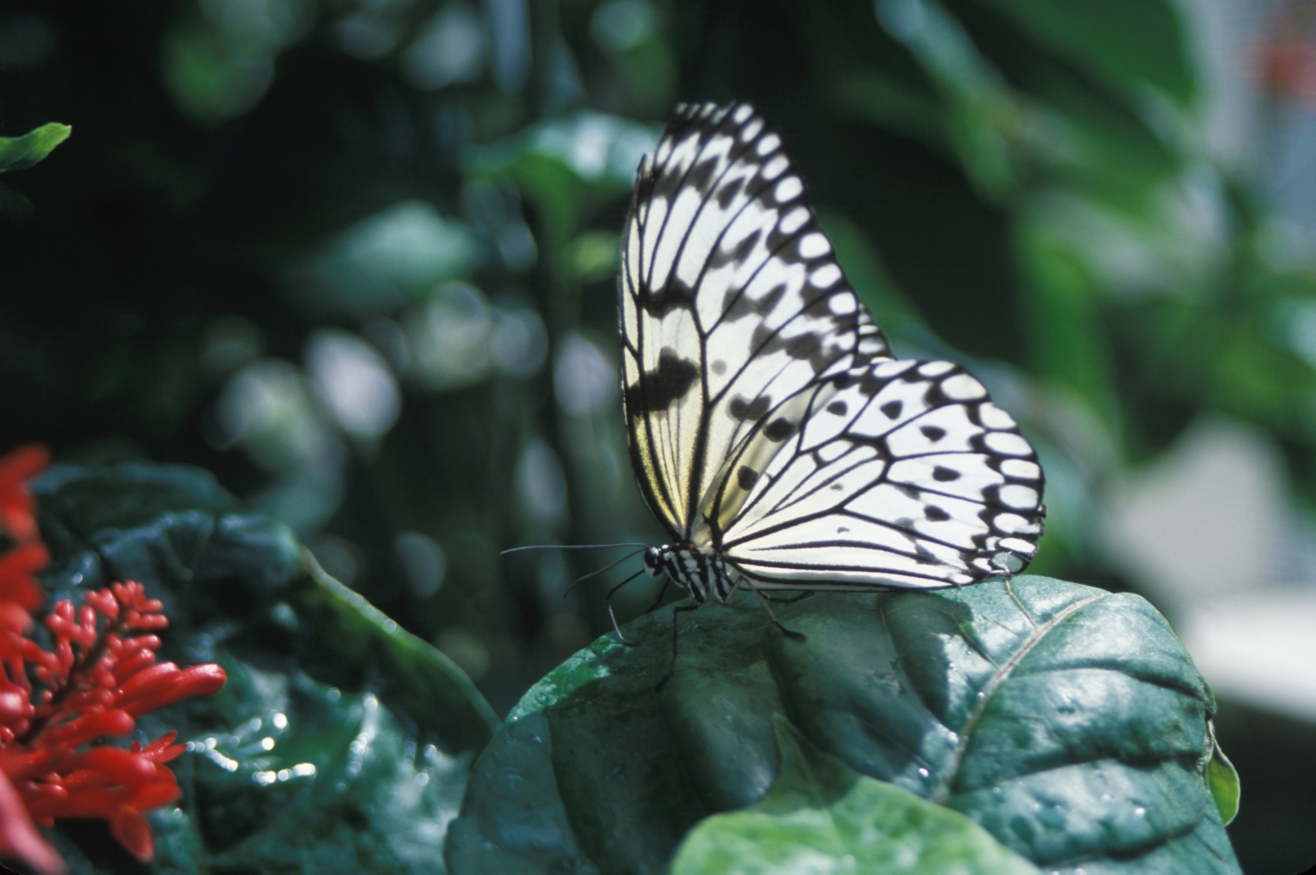 butterfly rice paper insect free photo