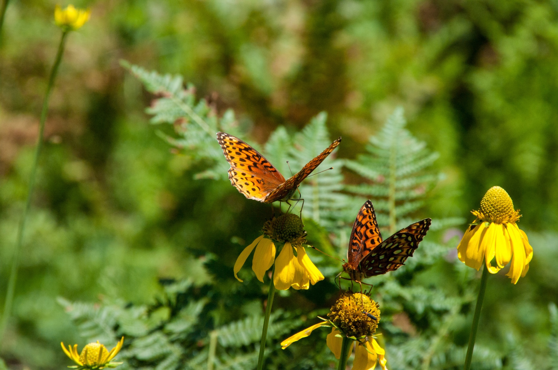 butterfly variegated fritillary butterflies free photo