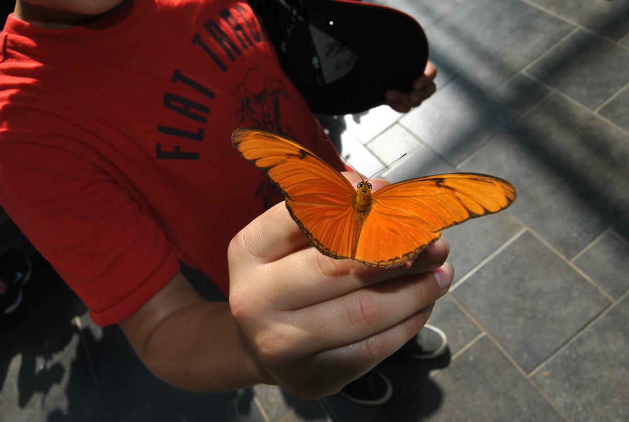 butterfly wings insect free photo