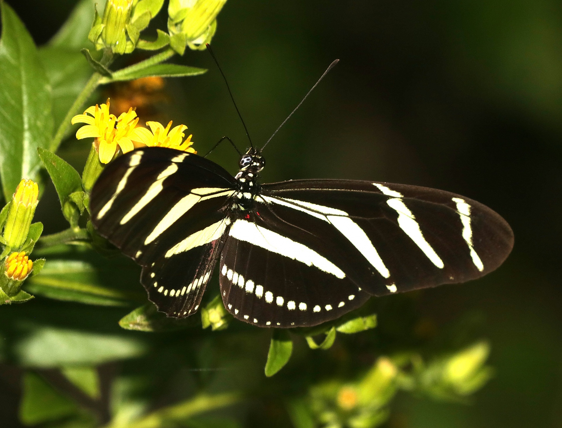 butterfly zebra longwing insect free photo