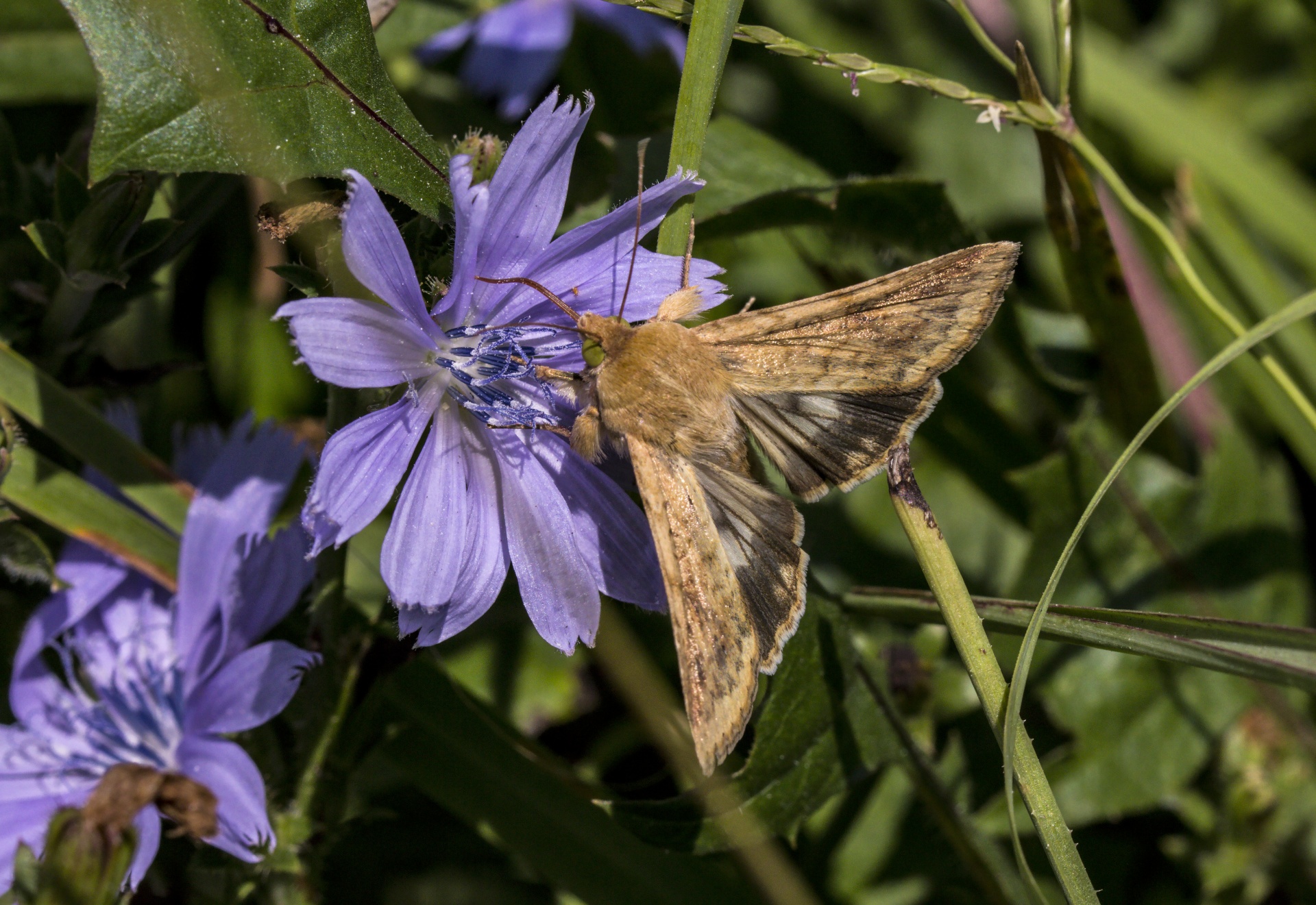 butterfly flower nature free photo