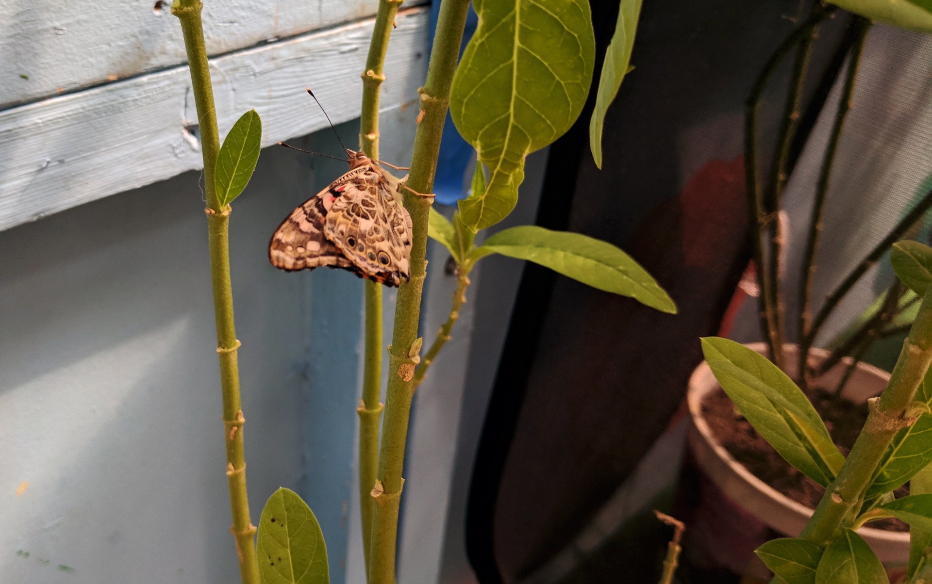 butterfly butterflies plant free photo