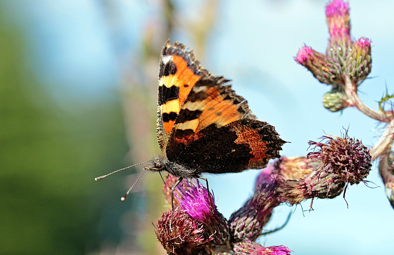 butterfly little fox nymphalis urticae free photo