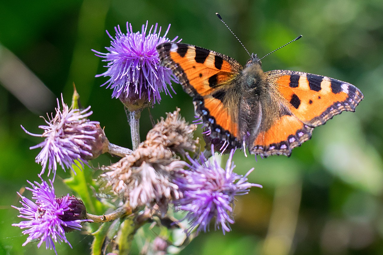 butterfly tortoiseshell thistle free photo