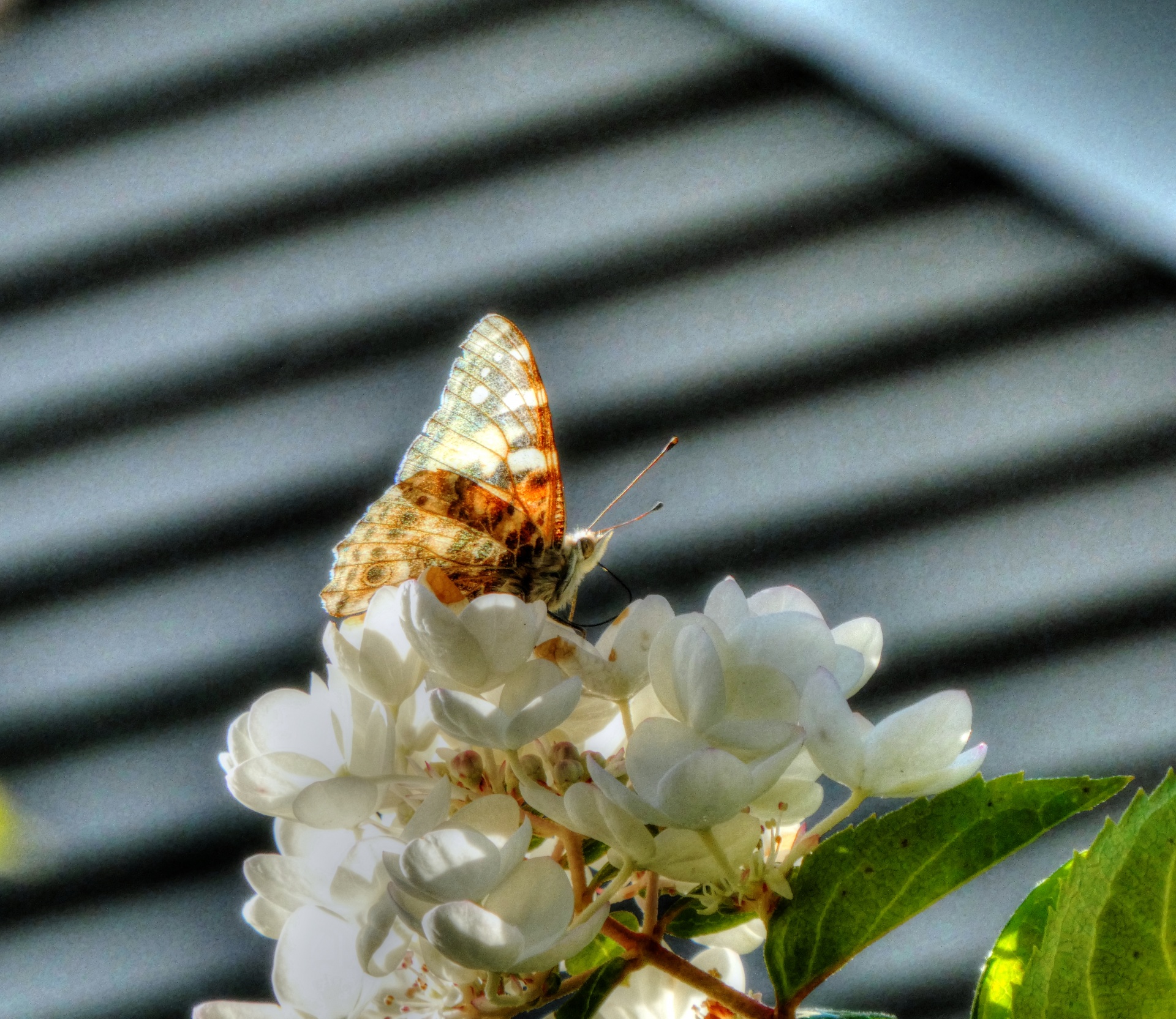 butterfly butterflies insect free photo