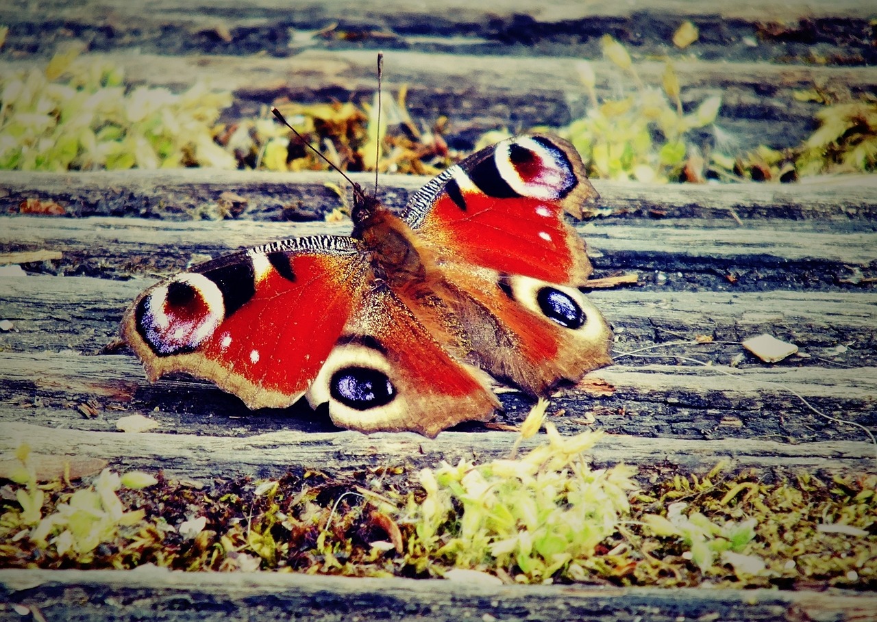 butterfly color nature free photo