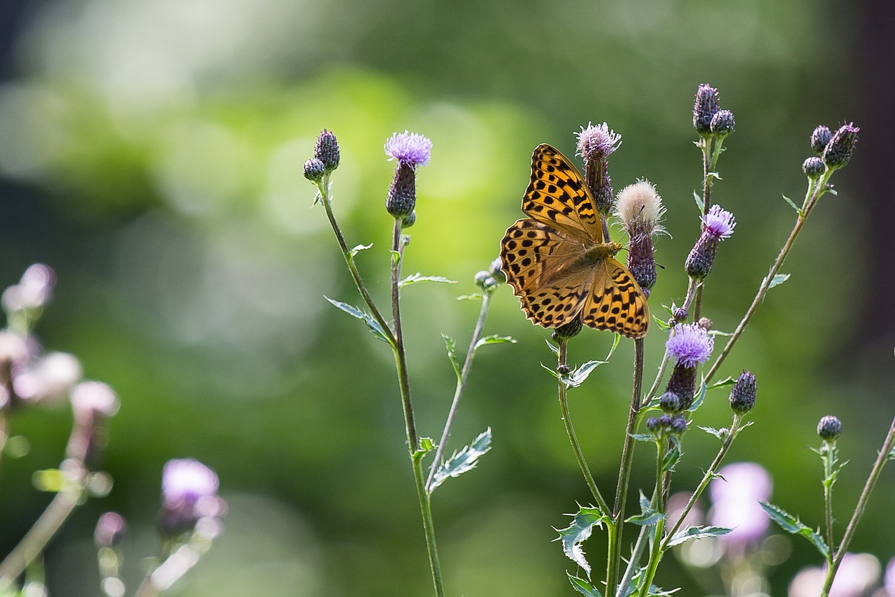 butterfly painted lady thistle free photo