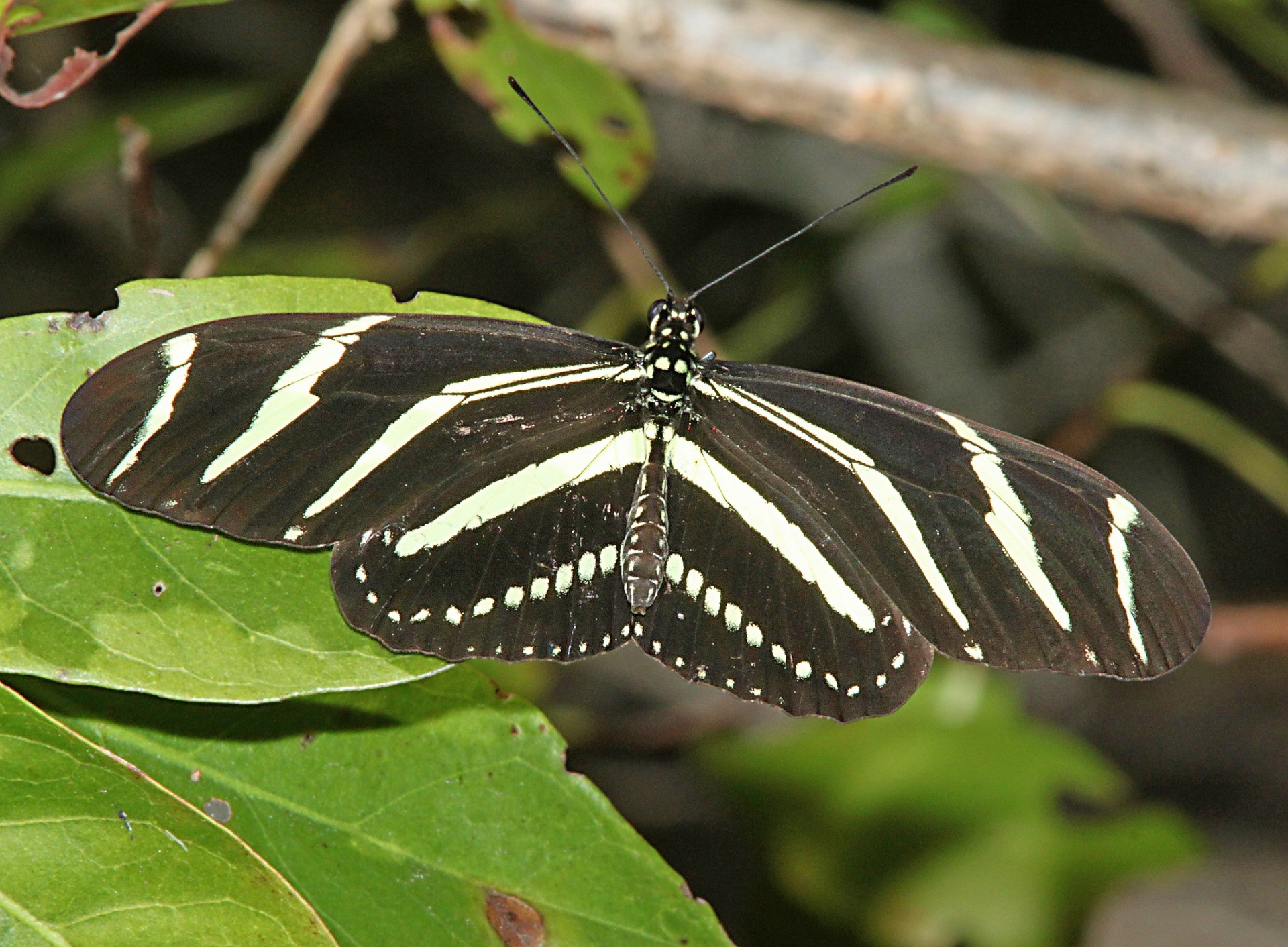butterfly longwing zebra free photo