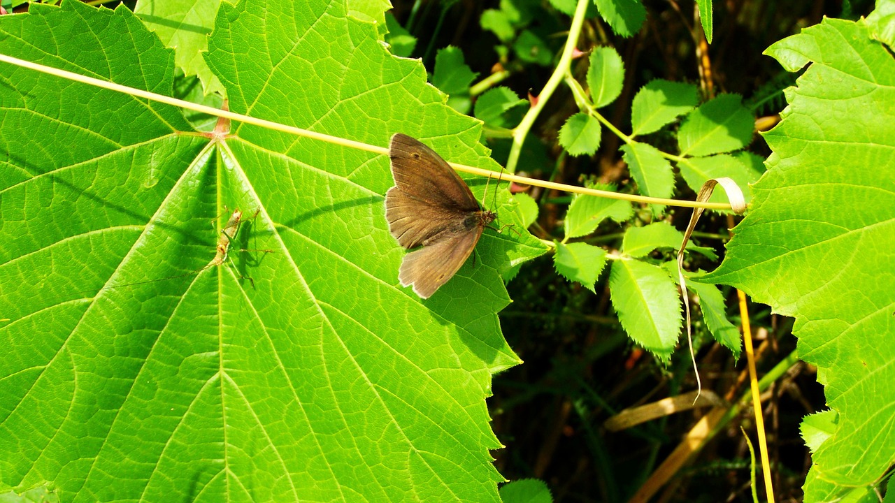 butterfly brown insect free photo