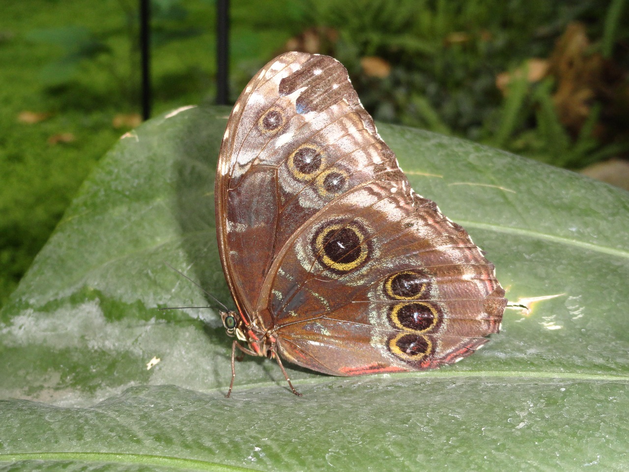 butterfly brown nature free photo