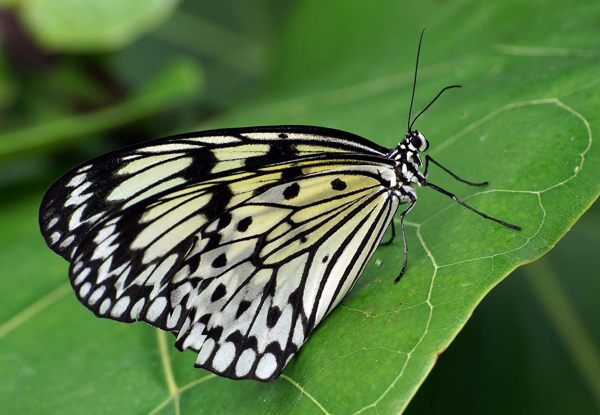 butterfly paper kite portrait free photo