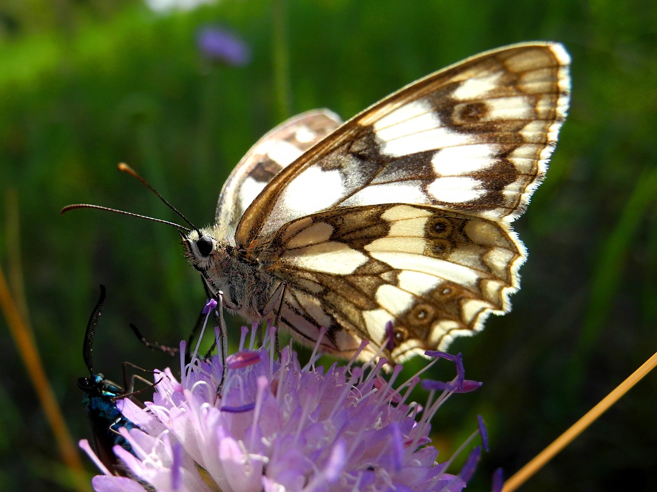 butterfly insect babočkovití free photo