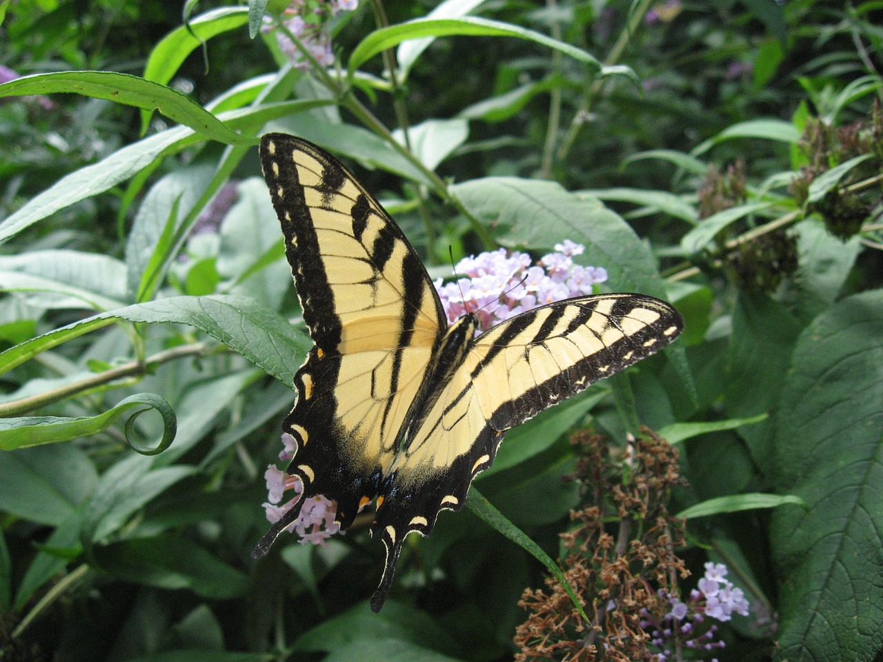 butterfly flower nature free photo