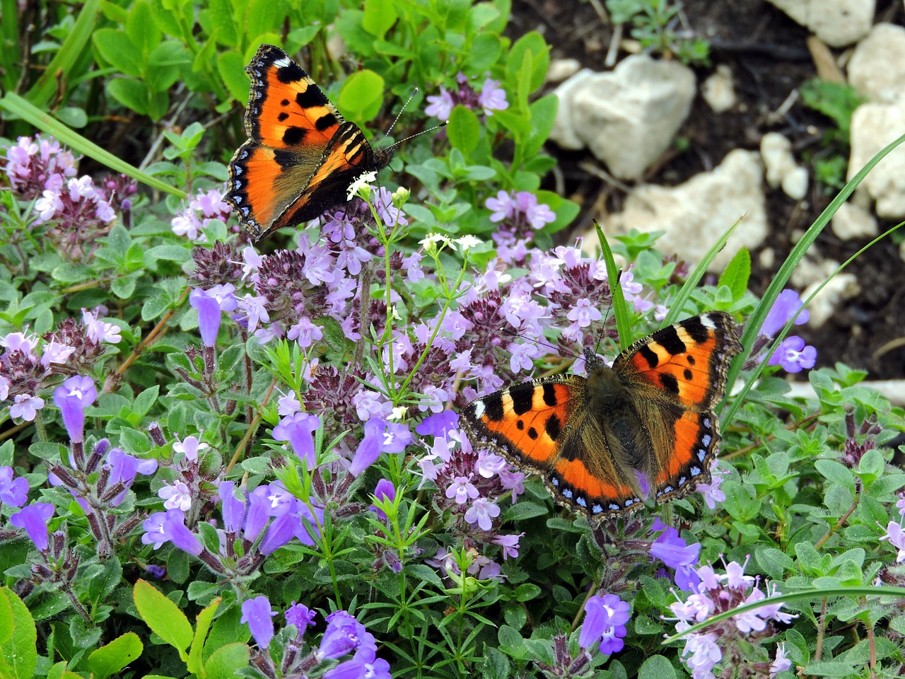 butterfly flowers butterflies free photo