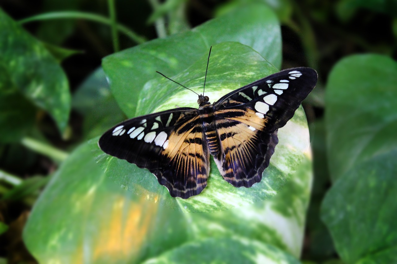 butterfly insect colorful free photo