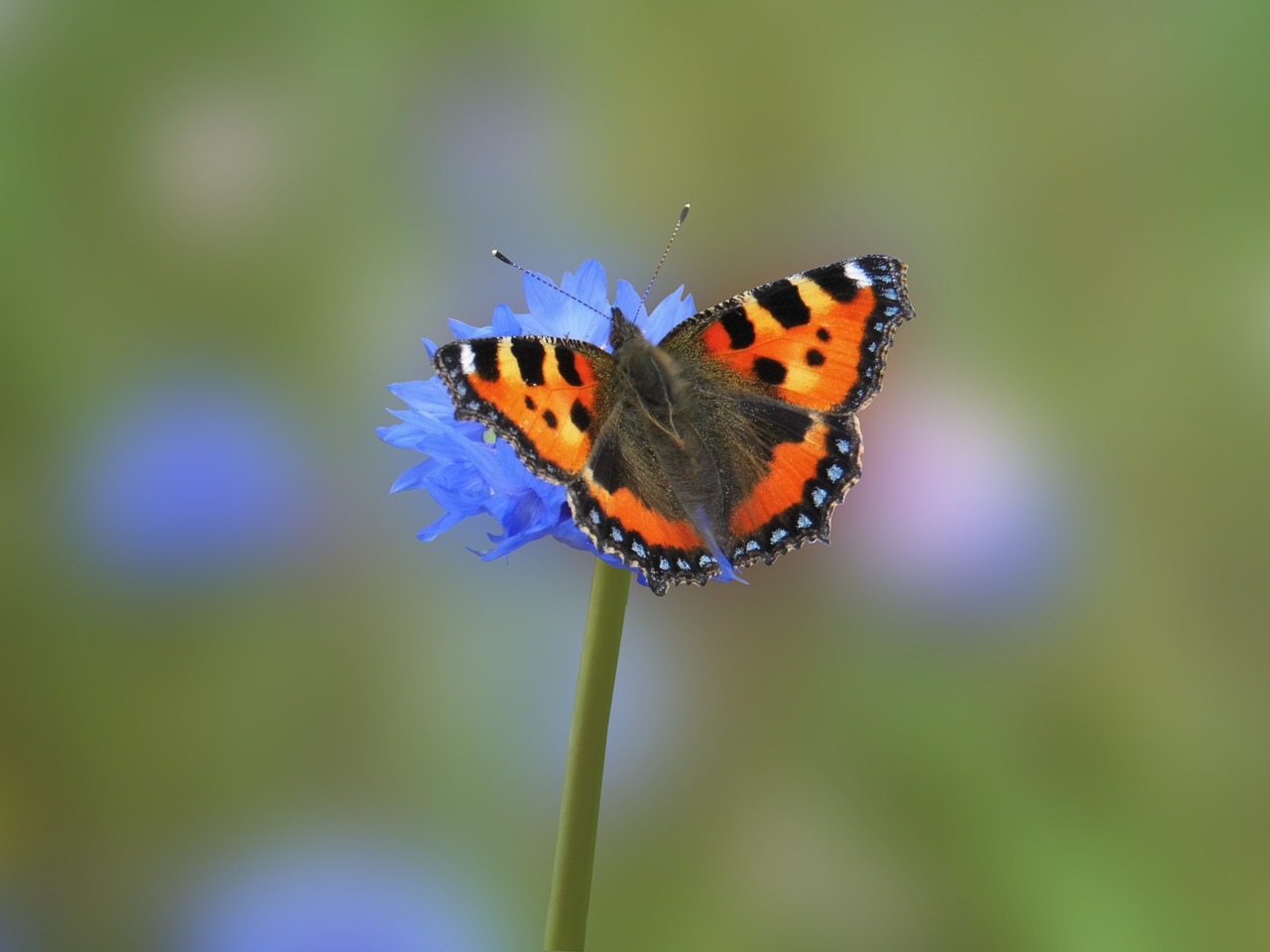 butterfly aglais urticate nature scene free photo