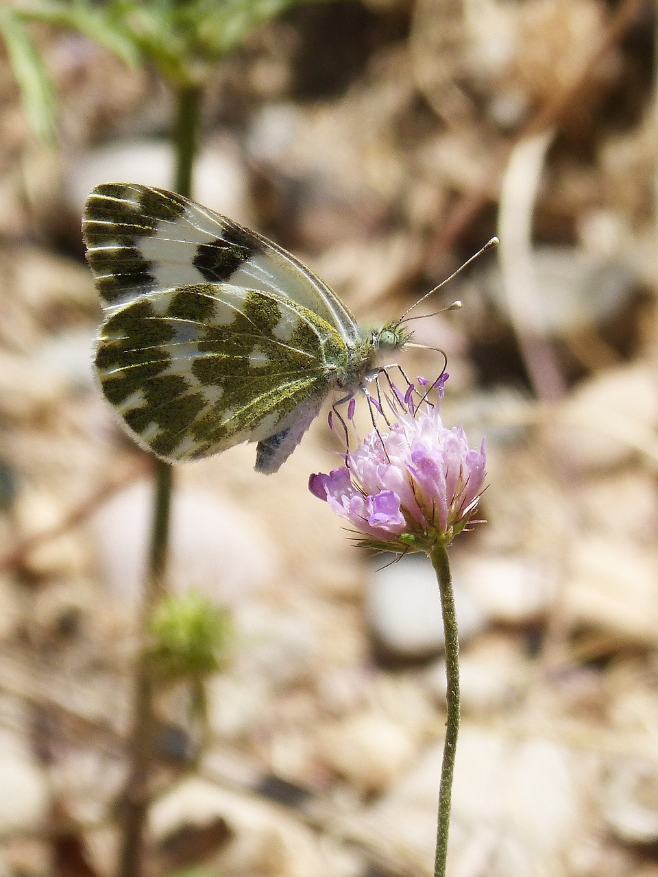 butterfly pontia daplidice pontia free photo