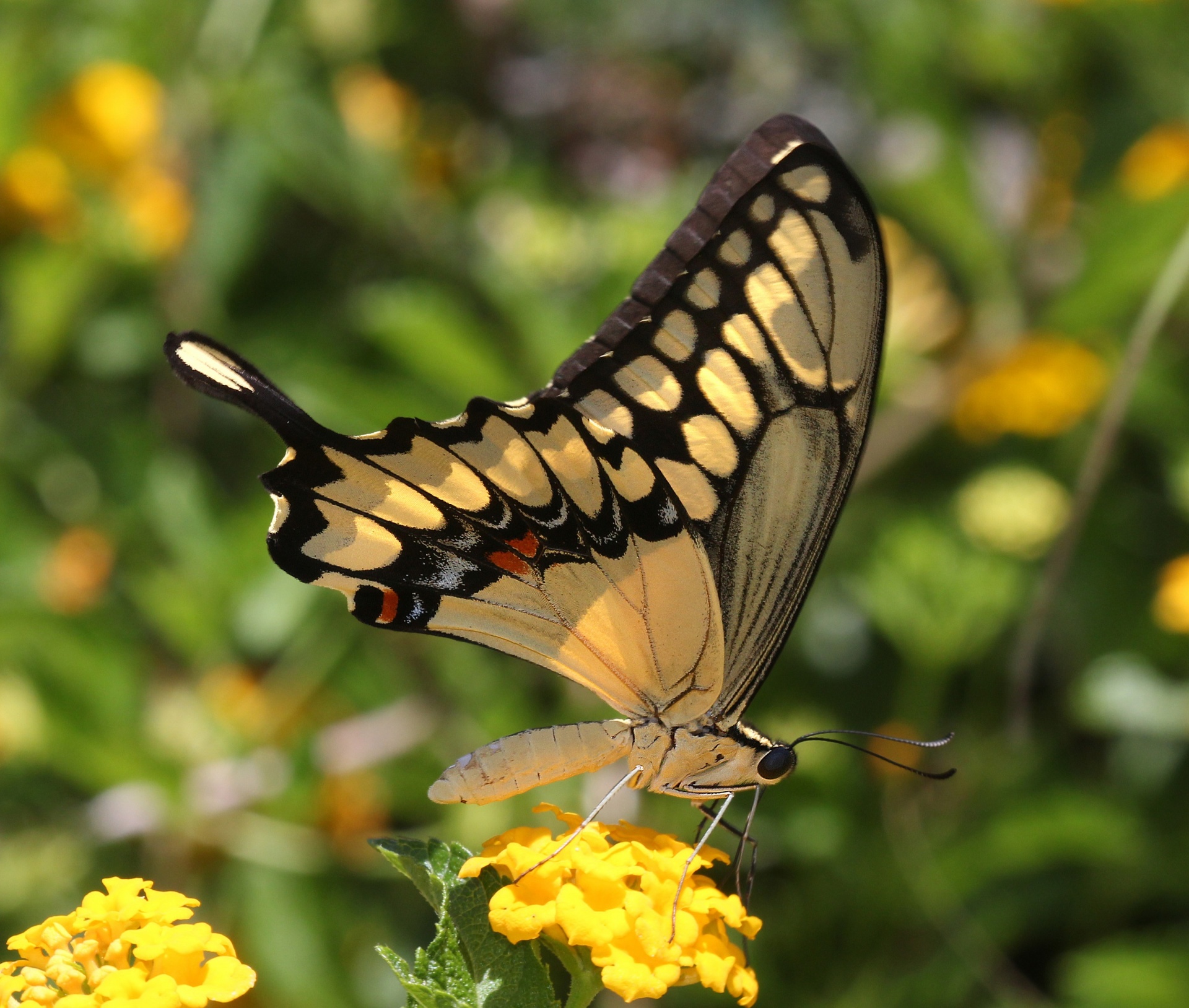 butterfly giant swallowtail free photo