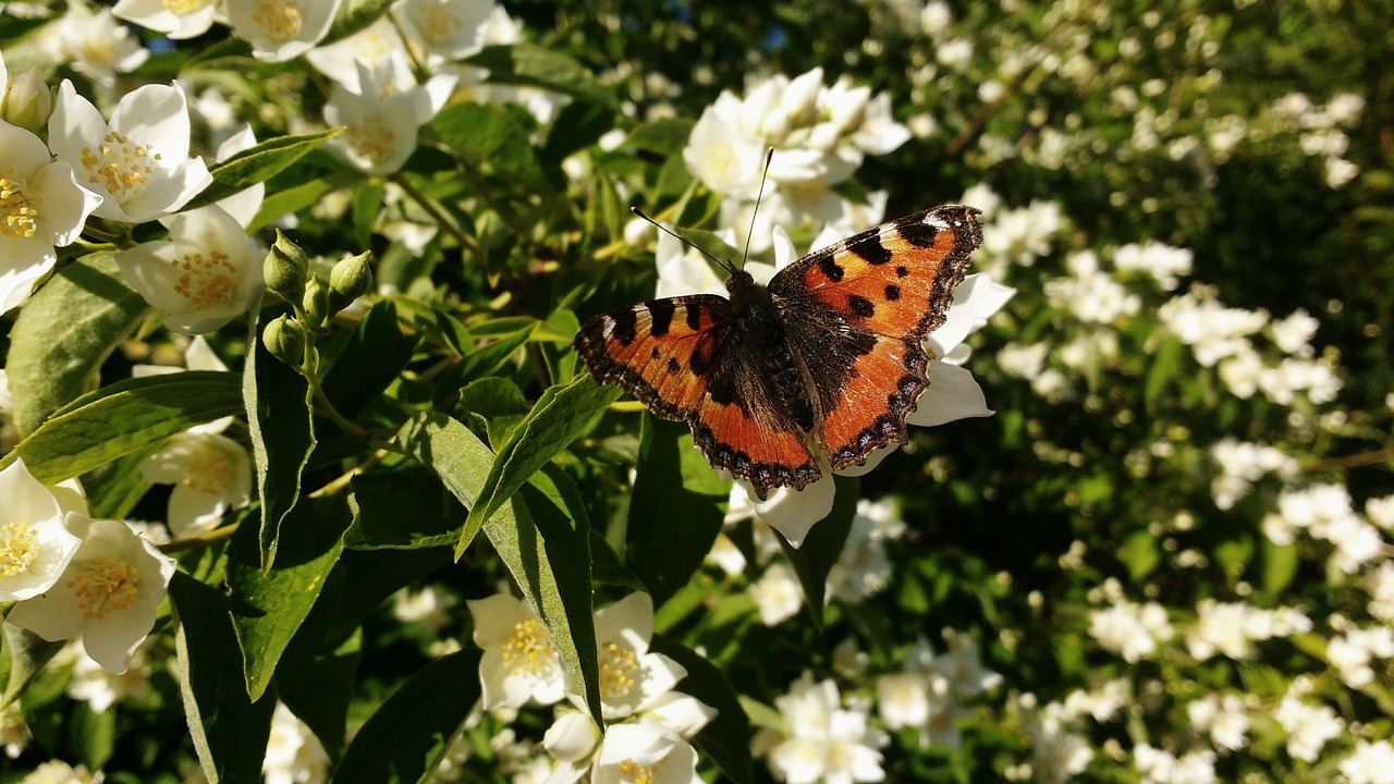 butterfly summer white flower free photo