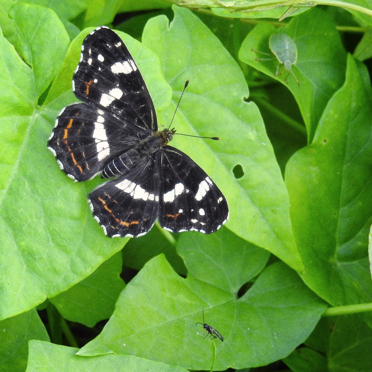 butterfly european map insect free photo