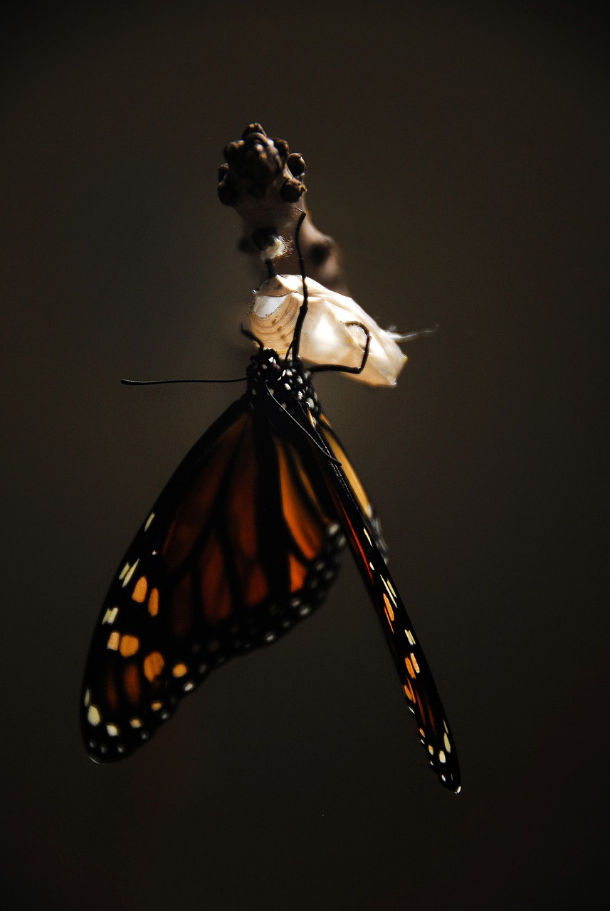 butterfly monarch monarch butterfly free photo