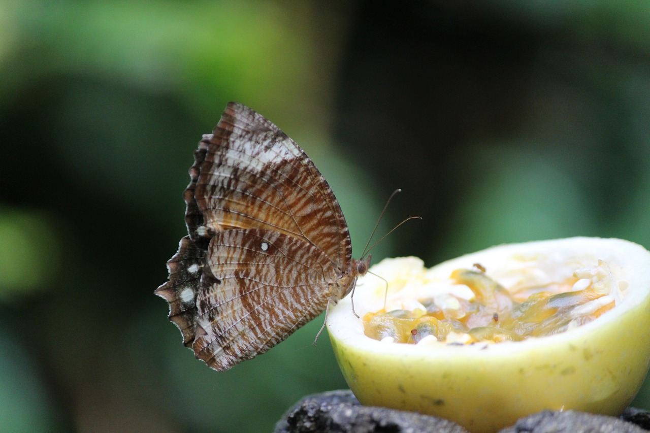 butterfly butterfly on fruit vegetarian free photo