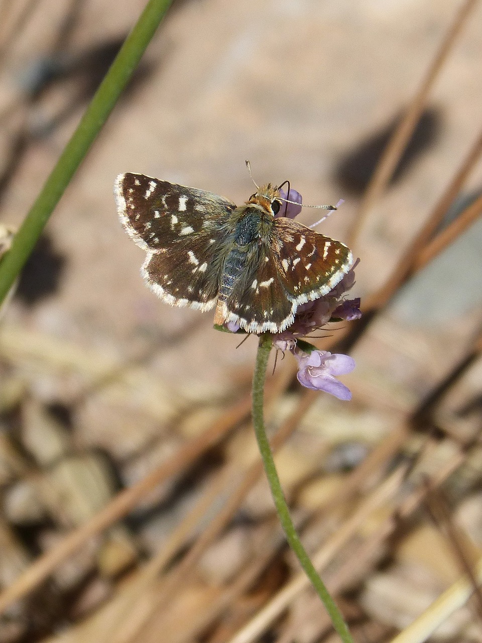 butterfly grizzled armoricanus ruderal merlet free photo