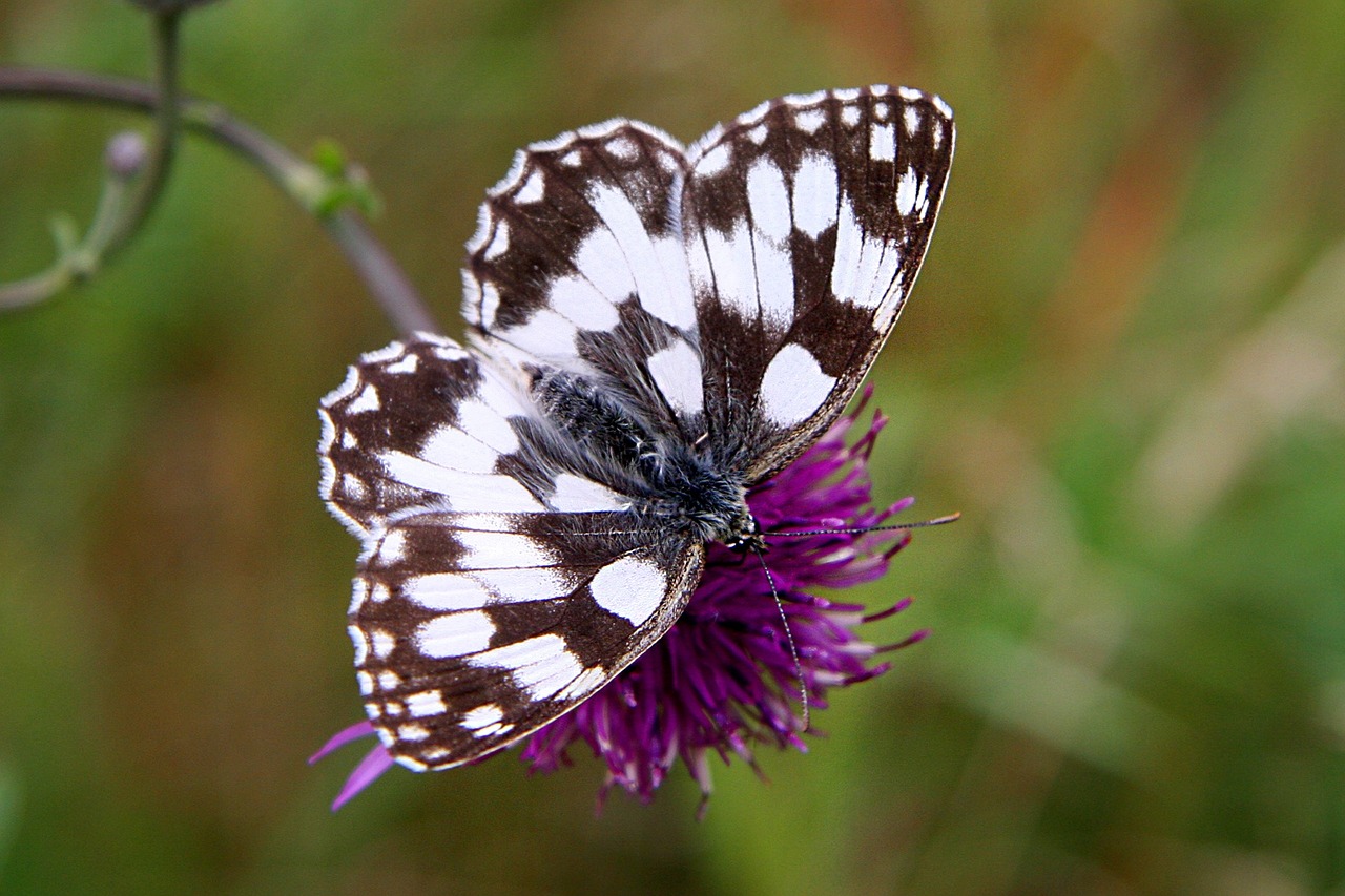 butterfly flower meadow free photo