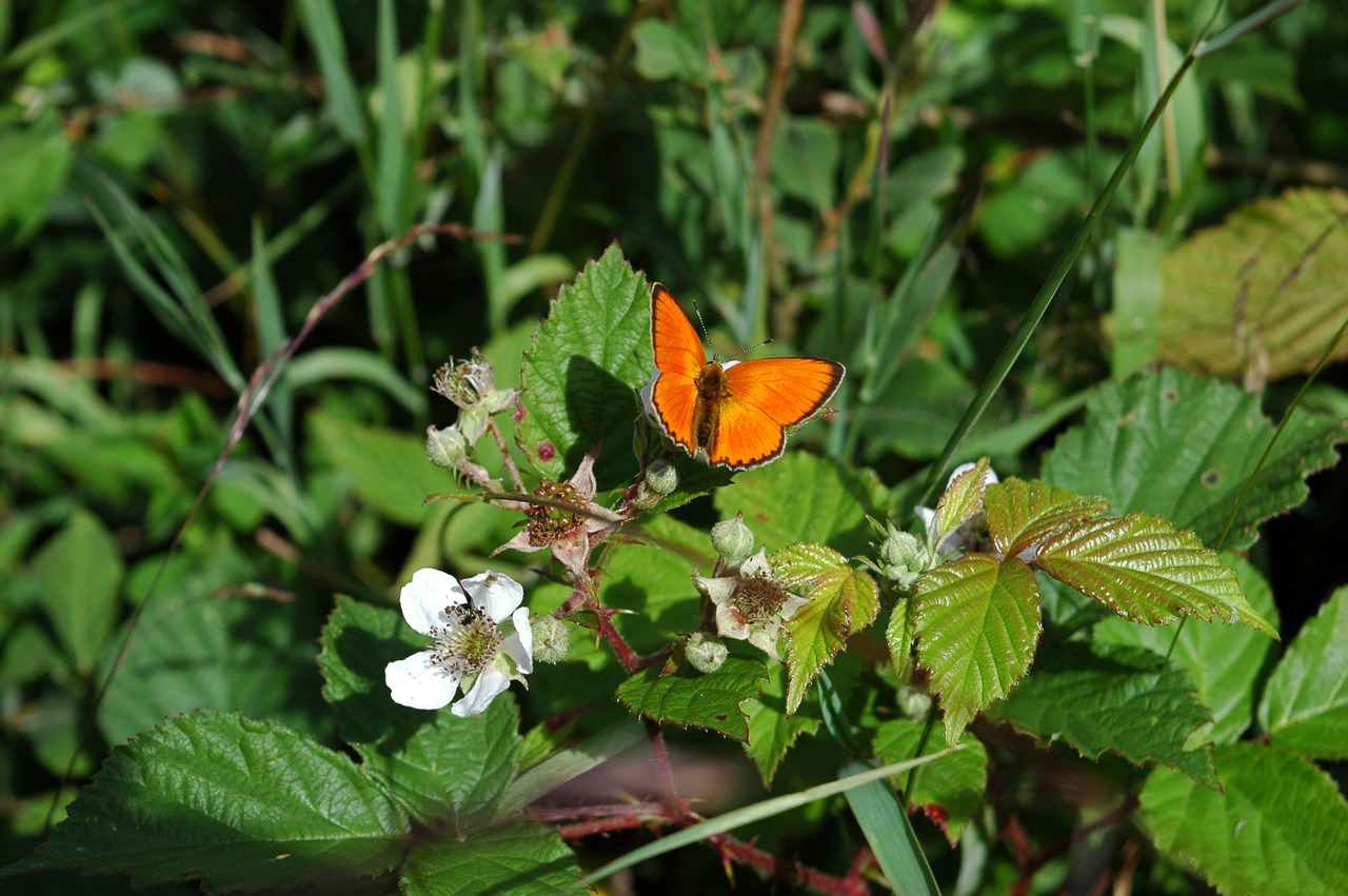 butterfly blackberry leaves free photo