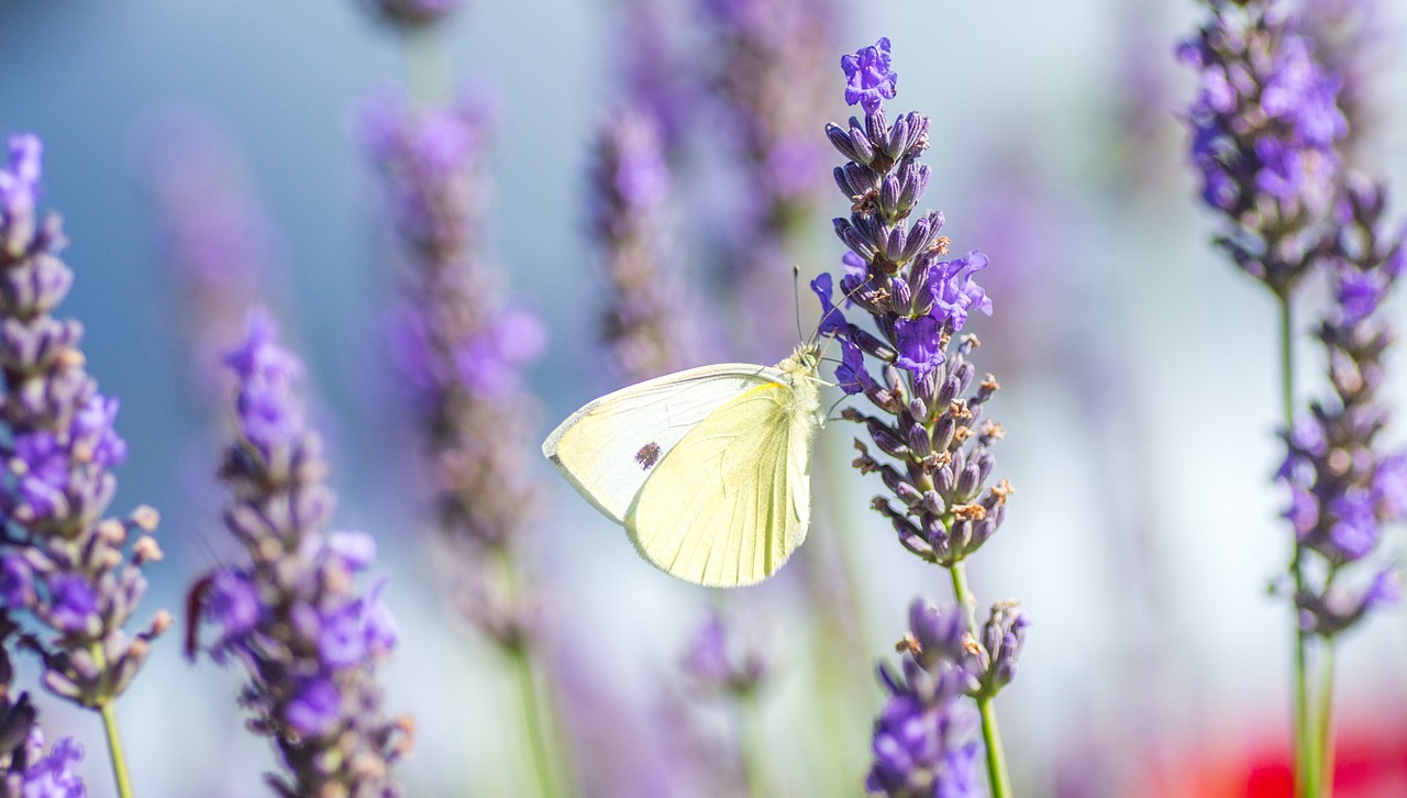 butterfly lavender summer free photo