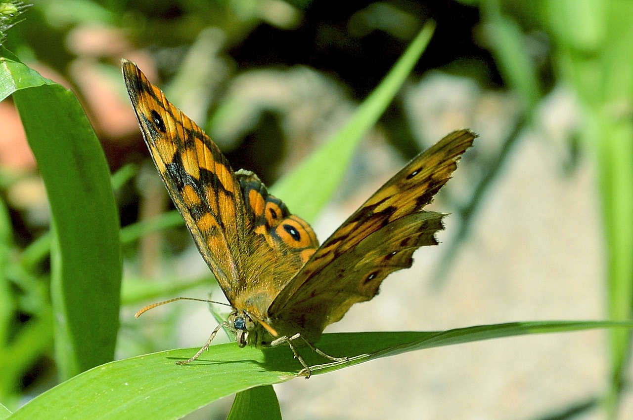 butterfly macro garden free photo