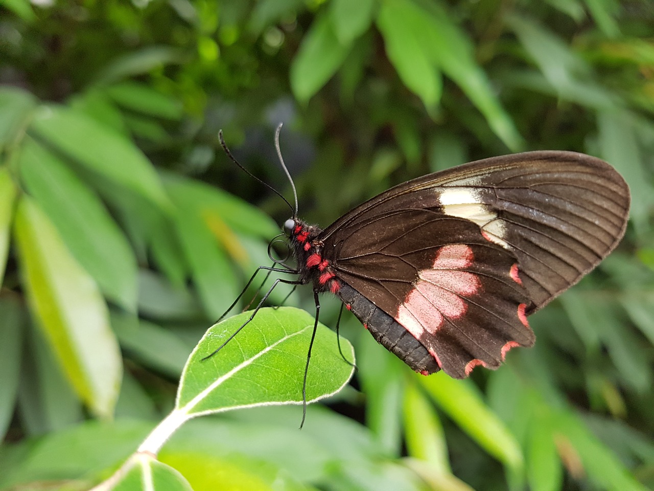 butterfly wings red butterfly free photo