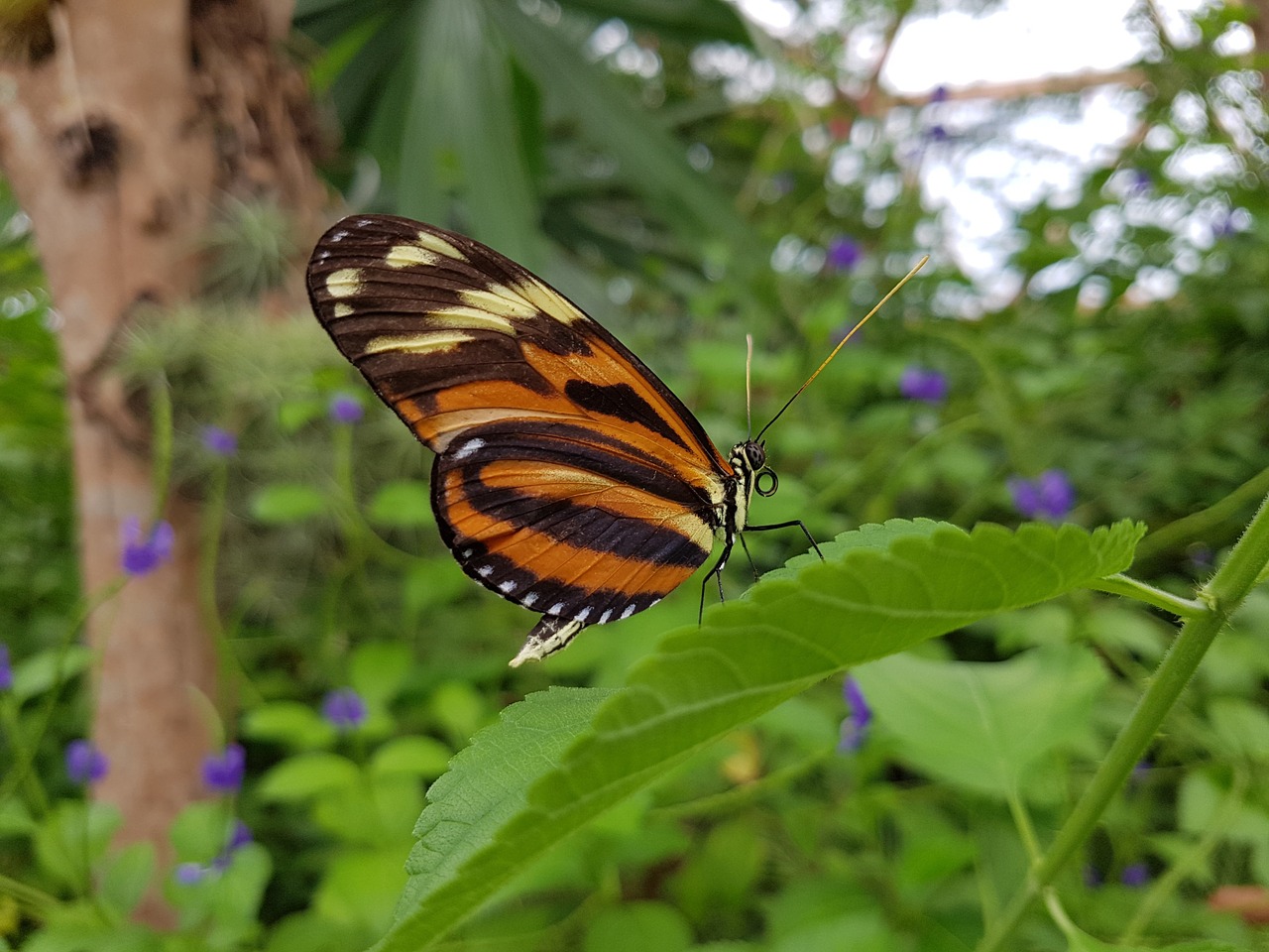 butterfly wings orange butterfly free photo